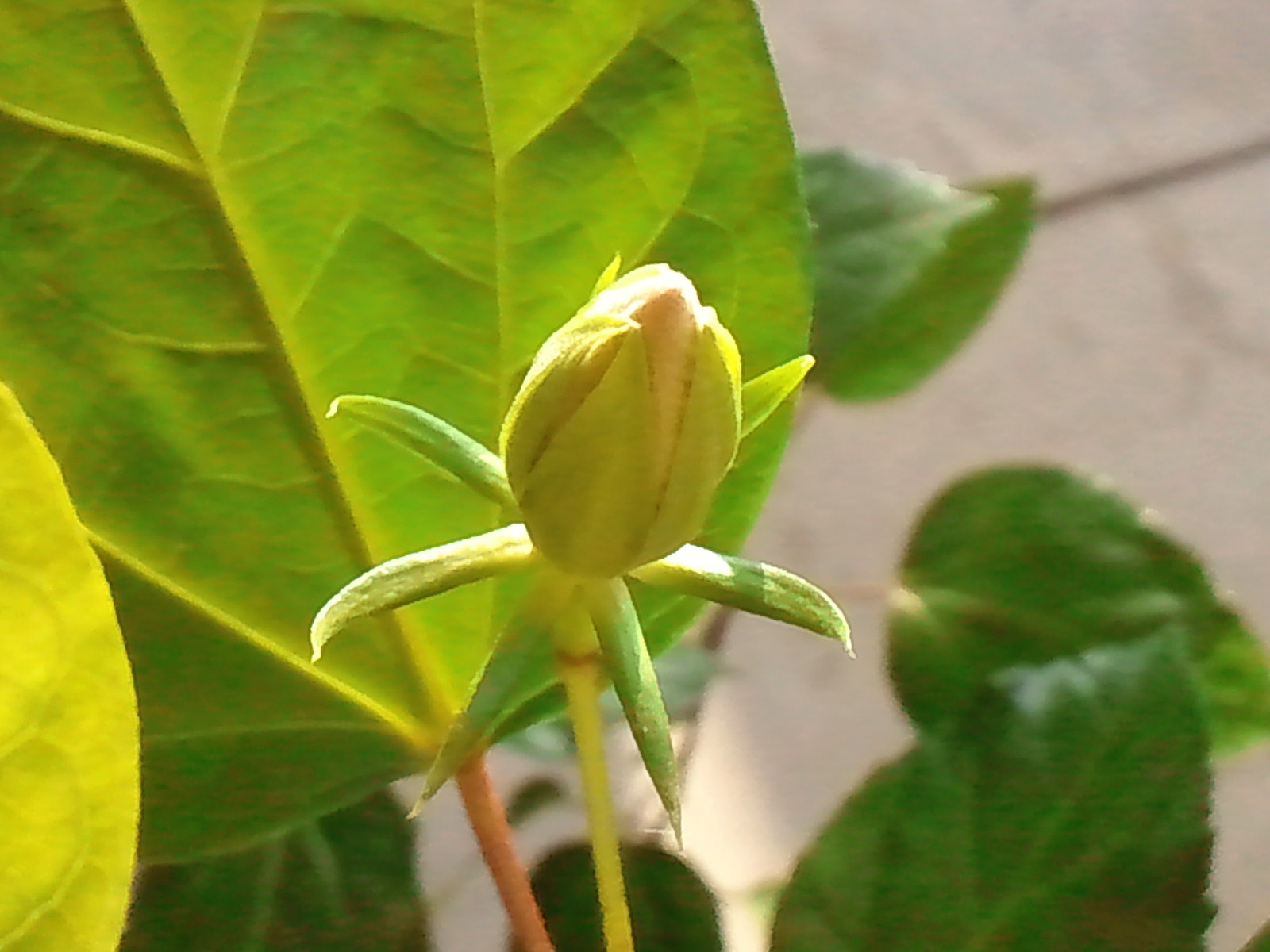 c0062511_2192767.jpg