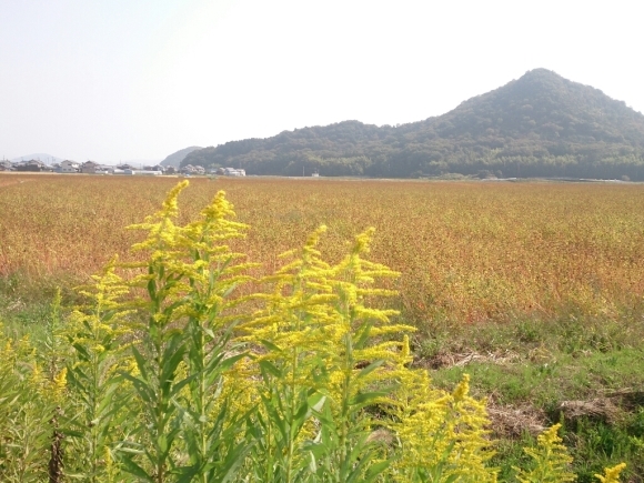 c0352015_20060652.jpg