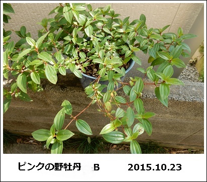 e0033229_845227.jpg