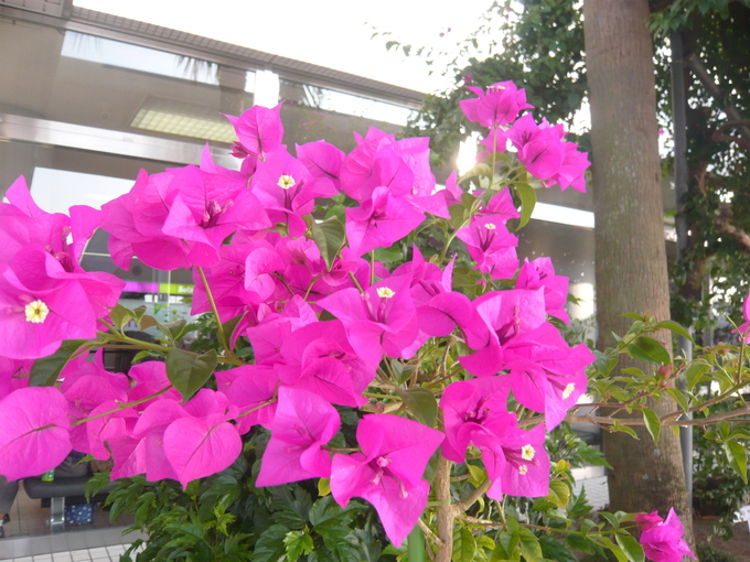 a0206332_9542530.jpg