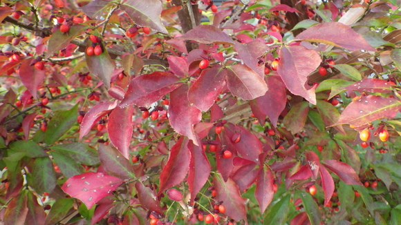 e0305733_5502347.jpg