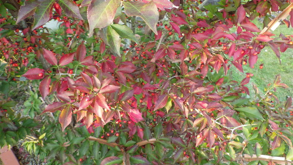 e0305733_55146100.jpg