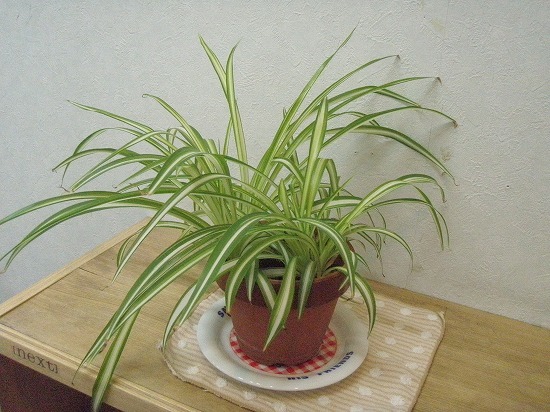 c0327752_17101412.jpg