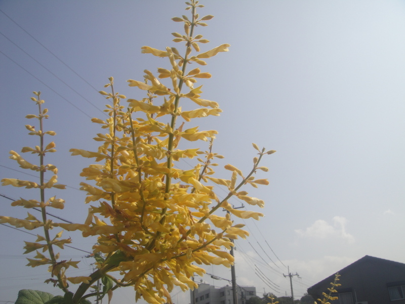 c0108460_16325478.jpg