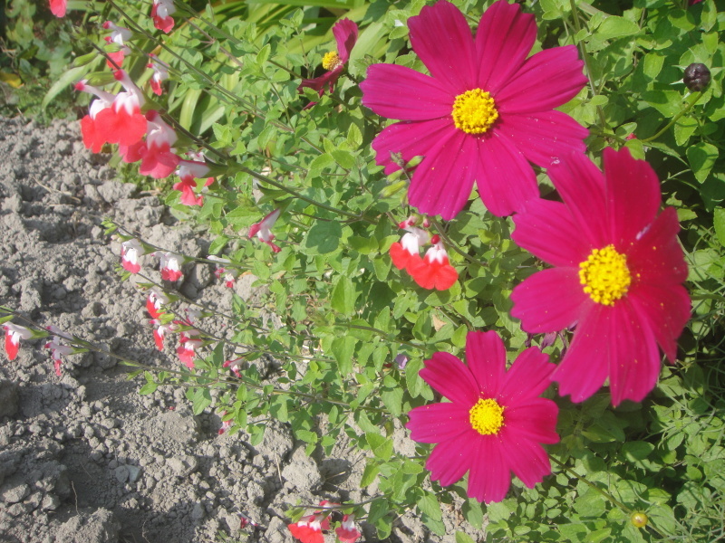 c0108460_16325634.jpg