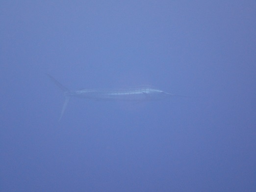 e0132965_21581197.jpg