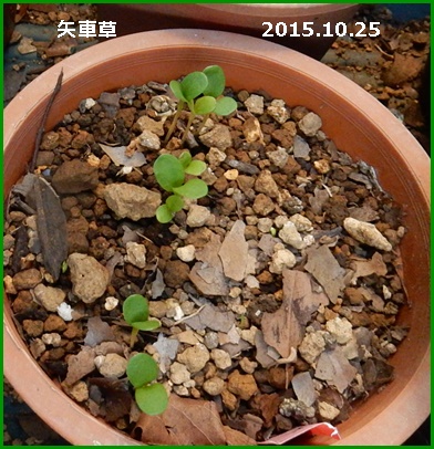 e0033229_2141396.jpg