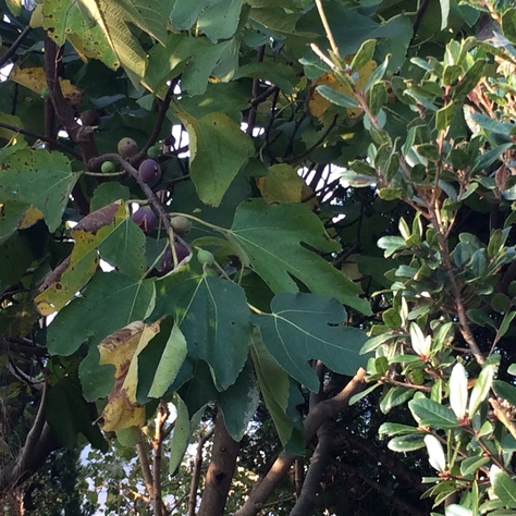 c0077330_18143966.jpg