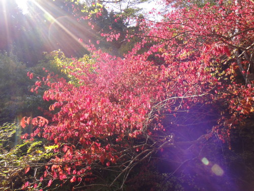 c0179351_11011386.jpg