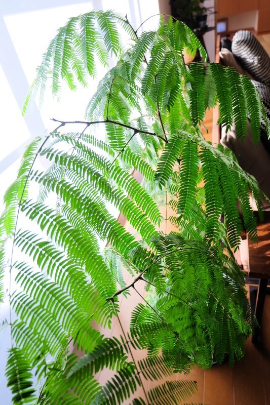 c0358651_10372665.jpg