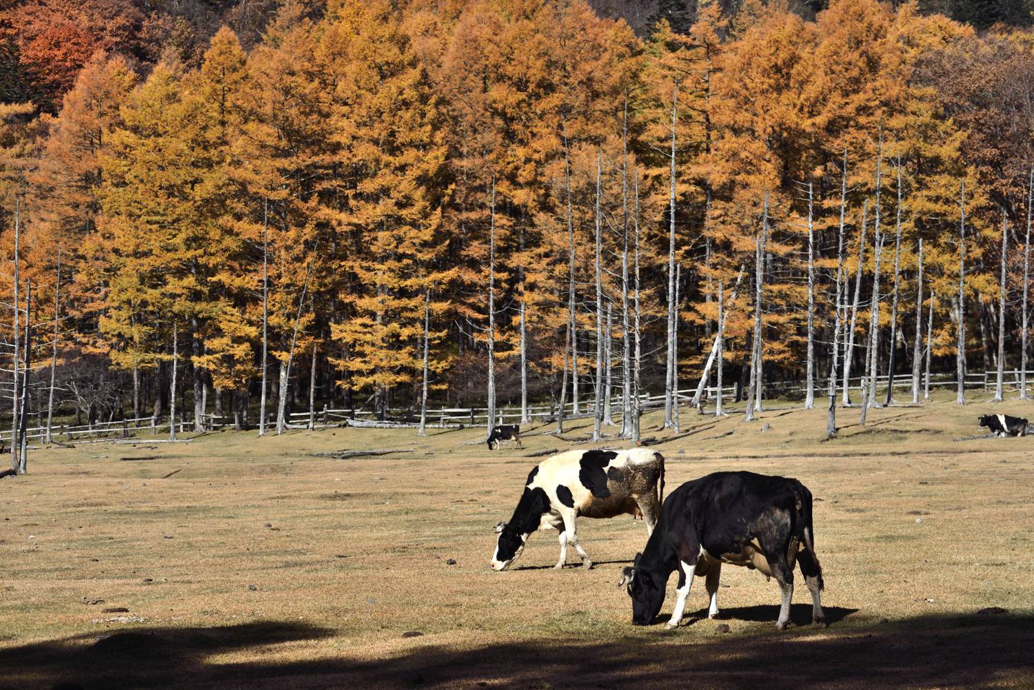 d0286954_06280894.jpg