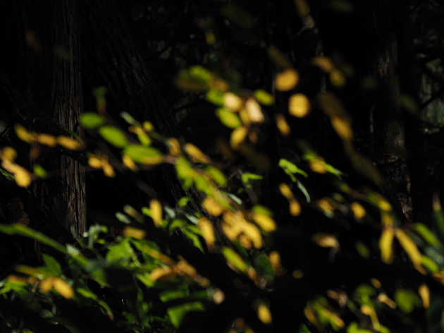 e0346064_17363962.gif