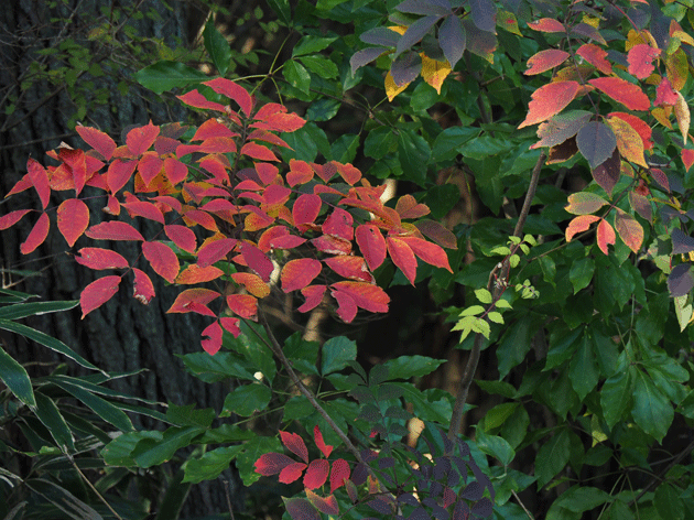 e0346064_1736530.gif