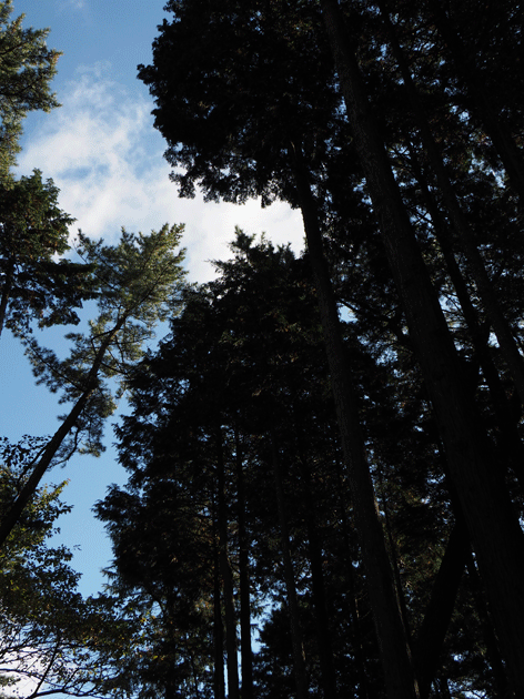 e0346064_17371871.gif