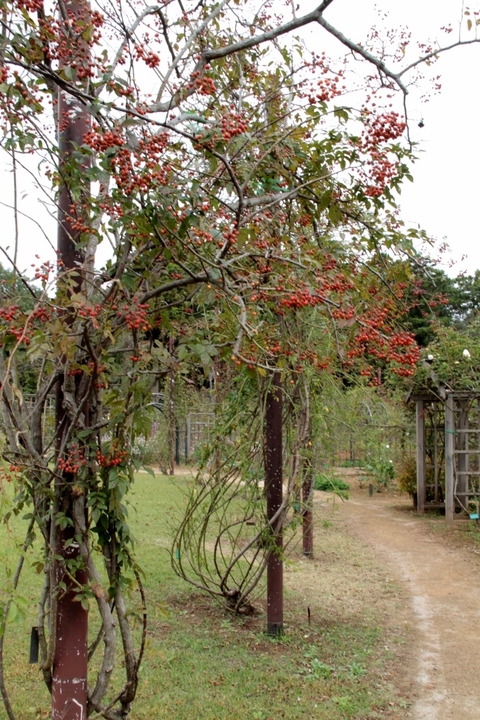 d0166303_0111971.jpg