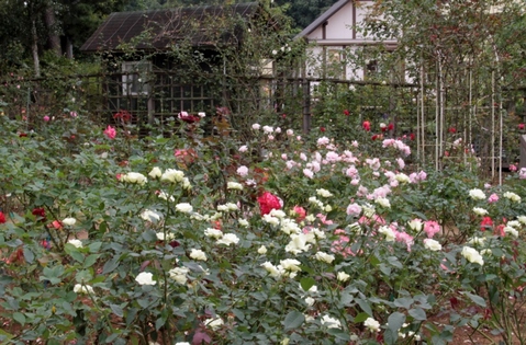 d0166303_05194.jpg