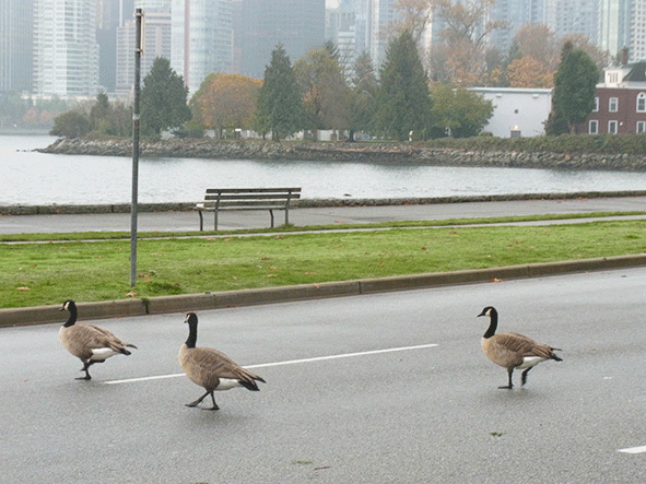 c0216405_6551856.gif