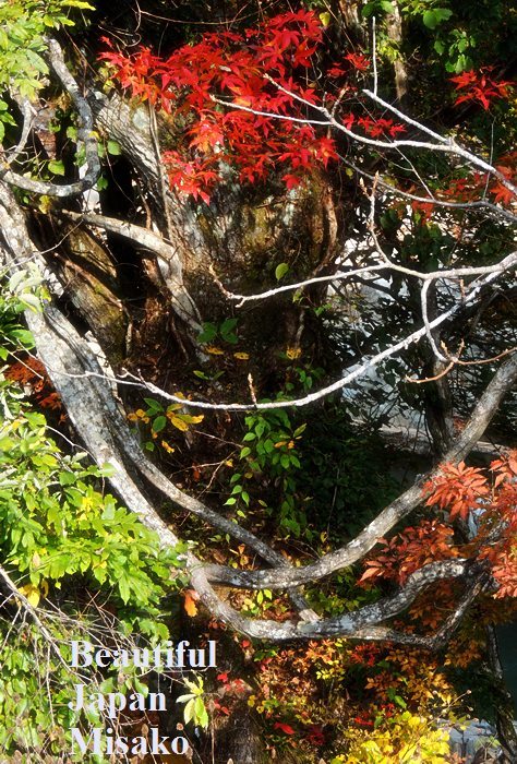 木々の羅列が面白かった．｡･：＊：･ﾟ`☆､｡ - Beautiful Japan 絵空事