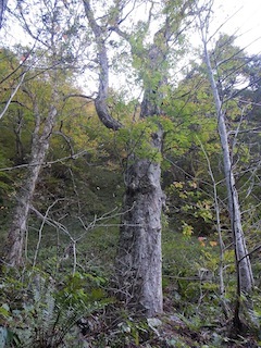 c0359615_18532302.jpg