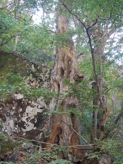 c0359615_18541244.jpg