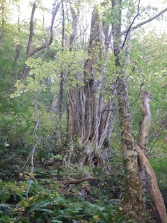 c0359615_18553176.jpg