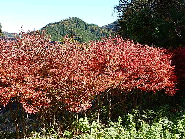 d0197317_21552009.jpg