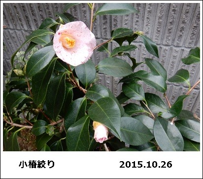 e0033229_17374475.jpg