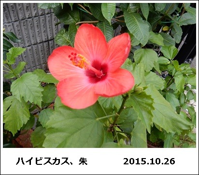 e0033229_1745113.jpg