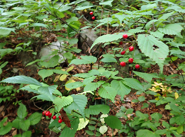 f0214649_574035.jpg