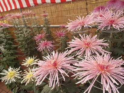 f0229750_1004823.jpg