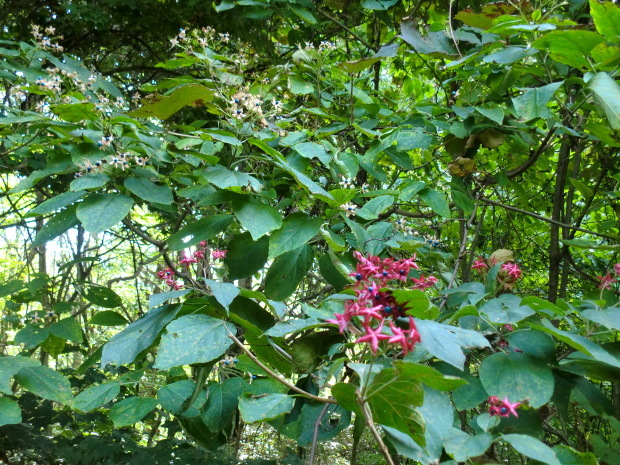 b0051052_10571569.jpg