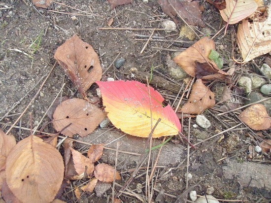 c0327752_14313876.jpg