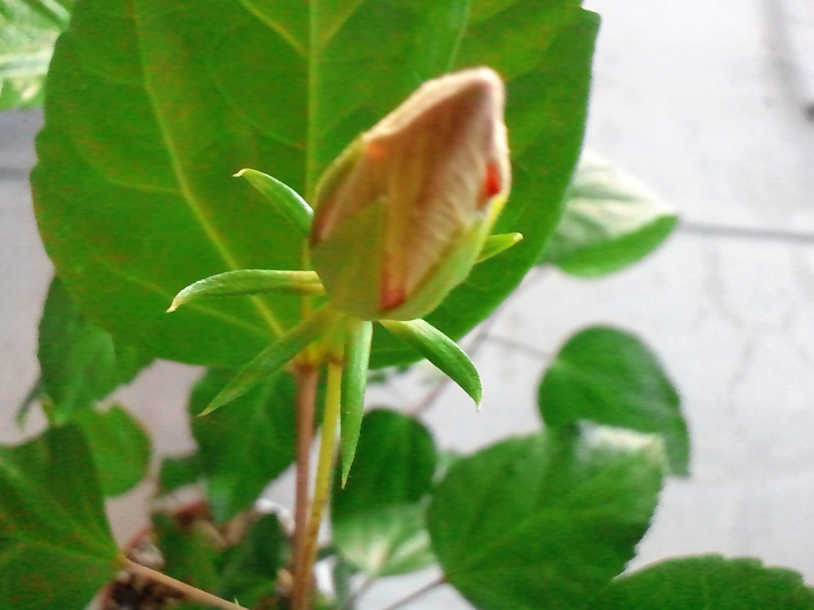 c0062511_7123362.jpg