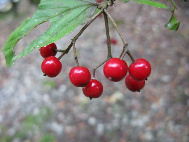 d0333943_6502361.jpg