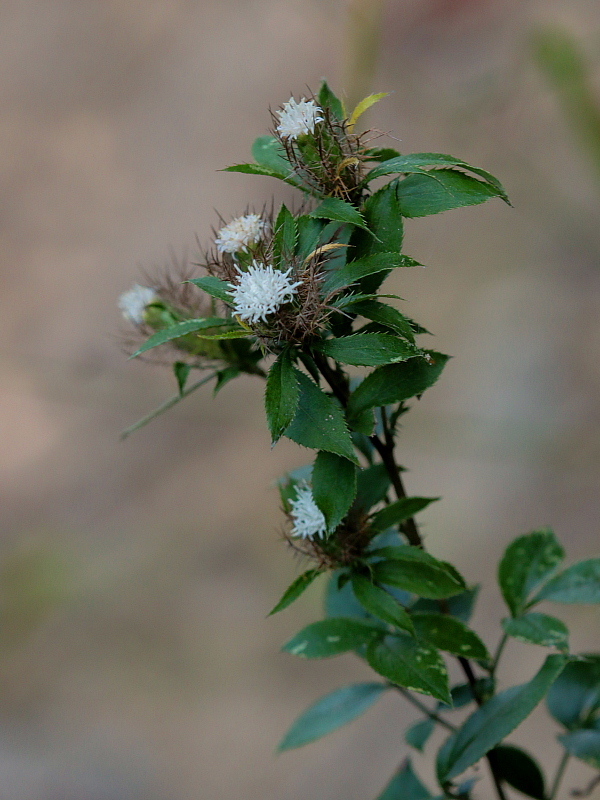 c0305565_17465177.jpg