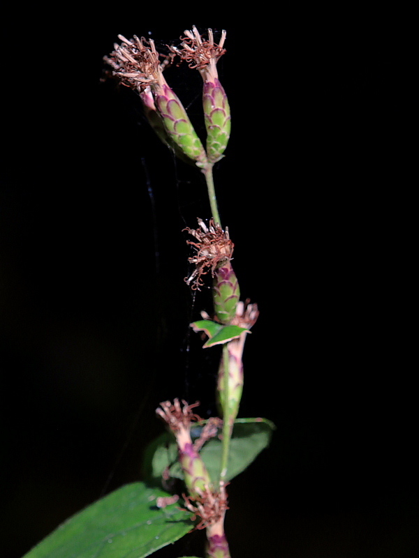 c0305565_17473872.jpg
