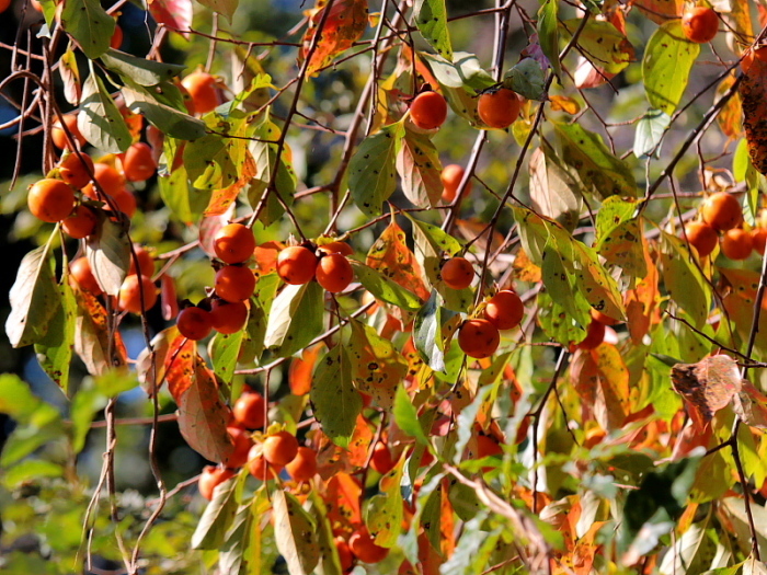 c0305565_17481541.jpg