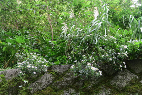 e0292172_1902660.jpg