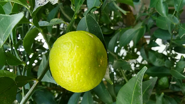 f0231709_16255384.jpg