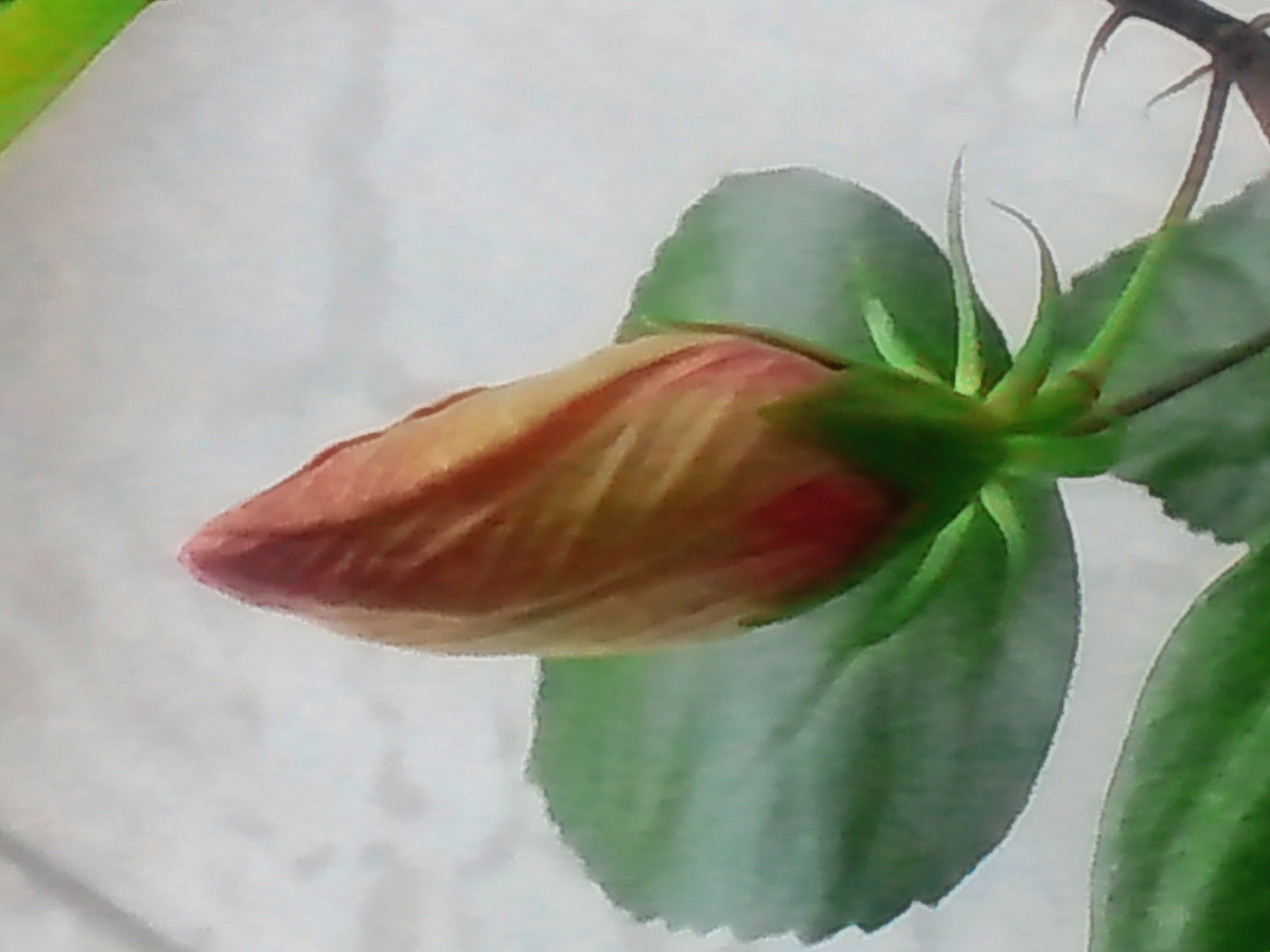 c0062511_20283425.jpg