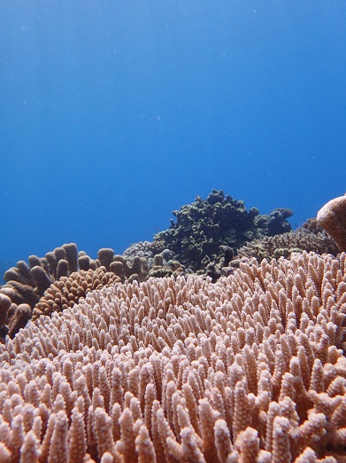 e0132965_10335221.jpg