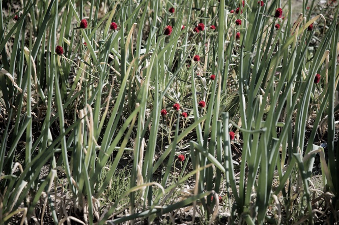 c0108673_05257.jpg