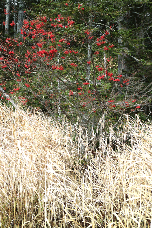 c0193289_18385654.gif