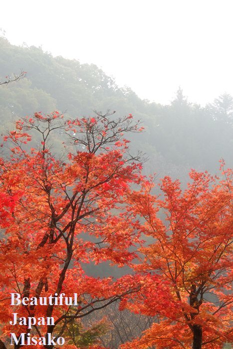 霧の朝・・・．｡･:＊:･ﾟ`☆､｡ - Beautiful Japan 絵空事