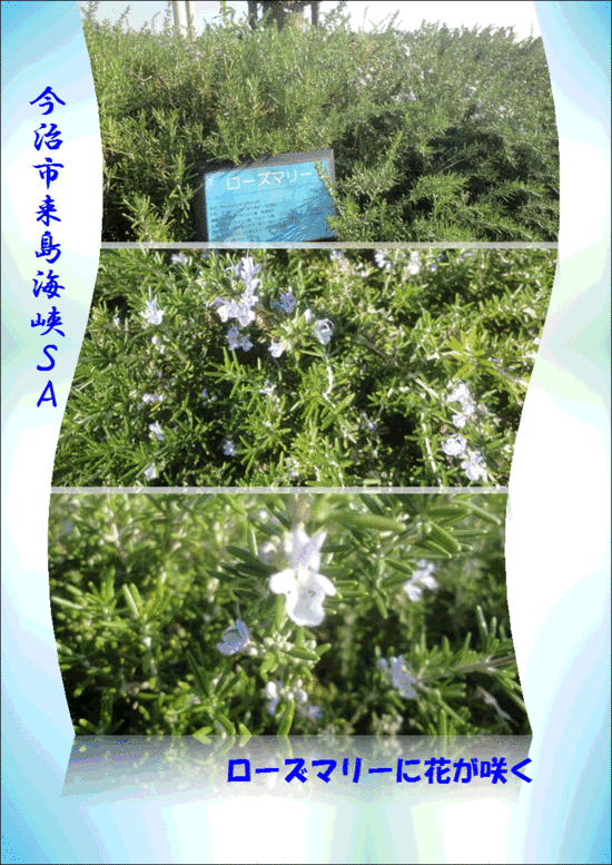 f0231709_22133050.gif