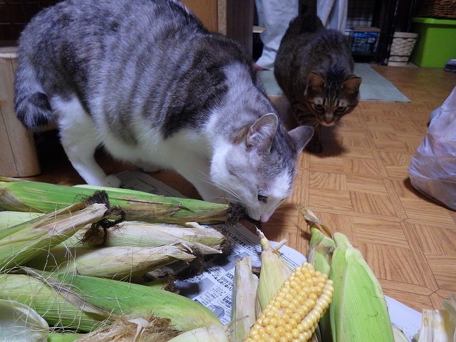 a0337237_10481405.jpg