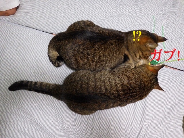 a0337237_14552957.jpg