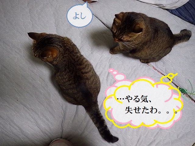 a0337237_15291694.jpg