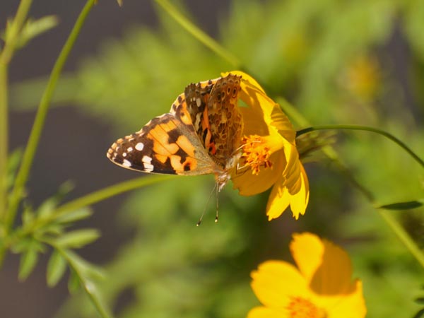 c0045352_172037.jpg