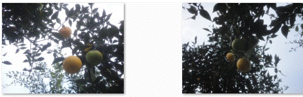 f0231709_162733.gif